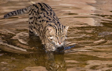 Картинка животные дикие+кошки дикий кот