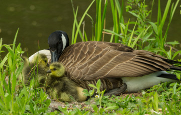 Картинка животные гуси гусь птенцы