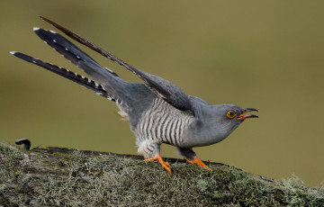 Картинка животные птицы кукушка