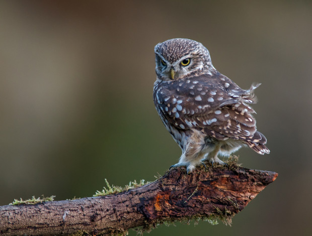 Обои картинки фото животные, совы, сова