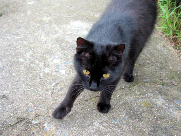 Обои картинки фото животные, коты, черный