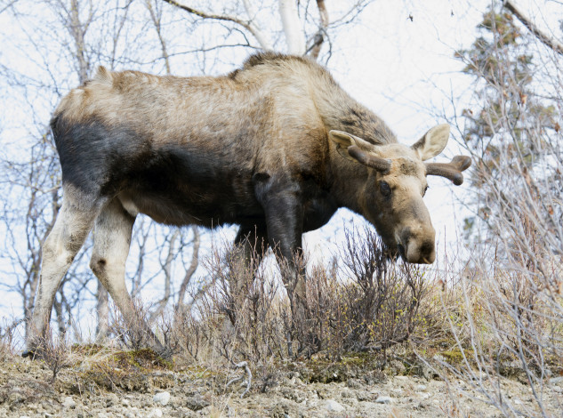 Обои картинки фото животные, лоси, сохатый