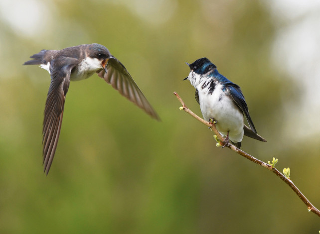 Обои картинки фото животные, птицы, ветка, фон