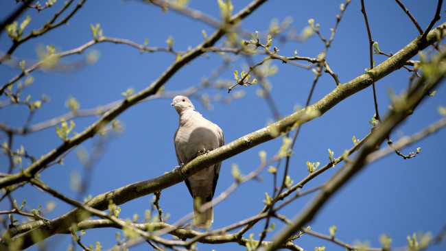 Обои картинки фото животные, голуби, глаз, клюв, ветки, голубь