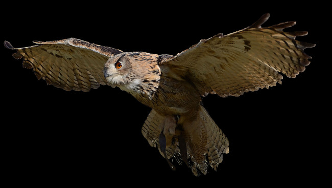 Обои картинки фото животные, совы, сова