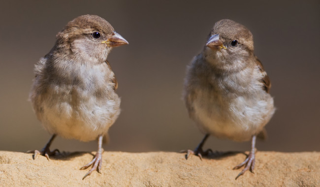 Обои картинки фото животные, воробьи, птички
