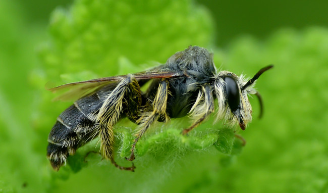 Обои картинки фото животные, пчелы,  осы,  шмели, оса