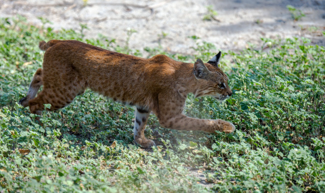 Обои картинки фото животные, рыси, рысь