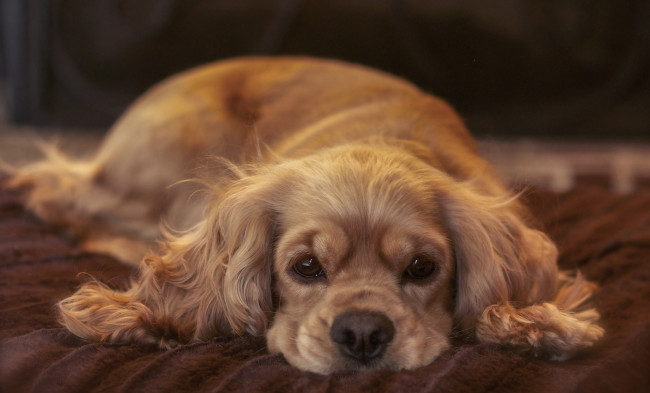 Обои картинки фото животные, собаки, собачка