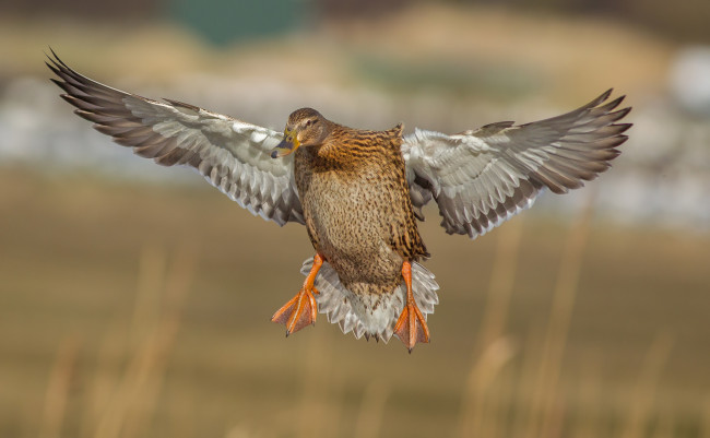 Обои картинки фото животные, утки, утка