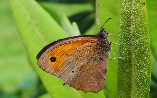 Обои картинки фото животные, бабочки,  мотыльки,  моли, бабочка, листик