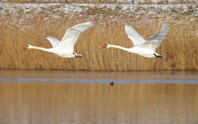 Обои картинки фото животные, лебеди, полет