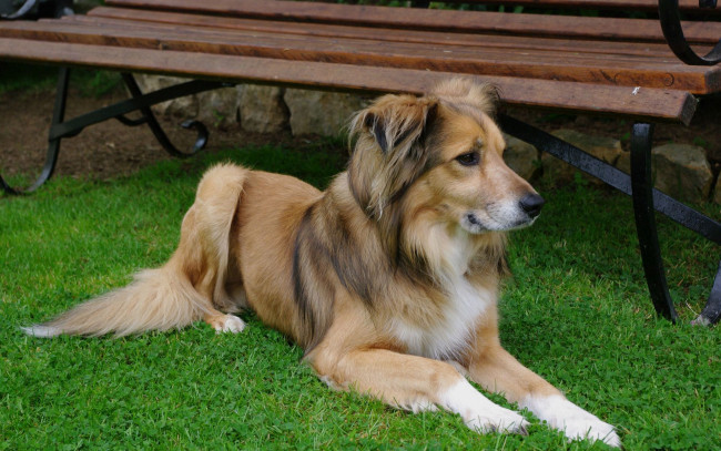 Обои картинки фото животные, собаки, друг, взгляд, собака