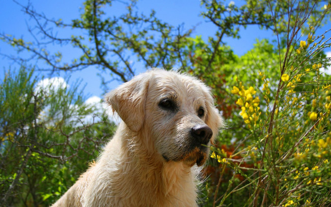 Обои картинки фото животные, собаки, взгляд, собака