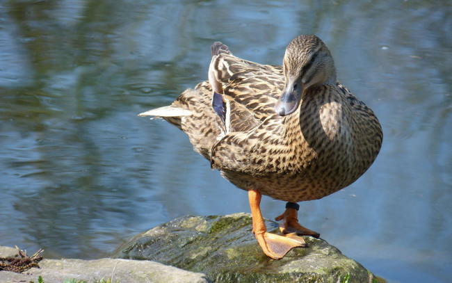 Обои картинки фото животные, утки, утка, вода