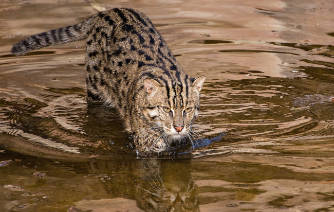 Обои картинки фото животные, дикие кошки, дикий, кот