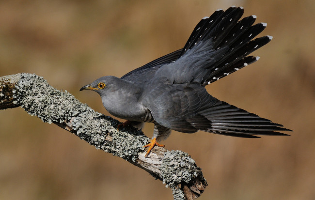 Обои картинки фото животные, птицы, кукушка
