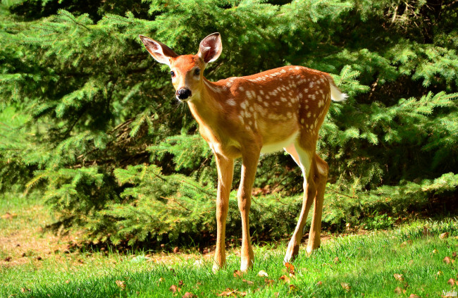Обои картинки фото животные, олени, олененок