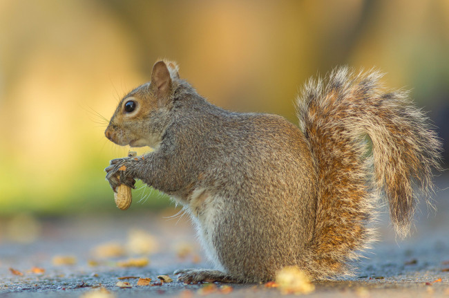 Обои картинки фото животные, белки, белка