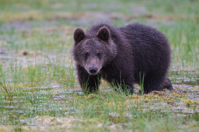 Обои картинки фото животные, медведи, мишка