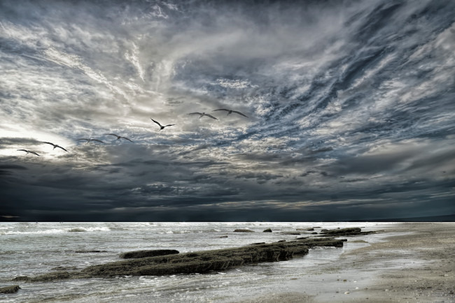 Обои картинки фото животные, Чайки,  бакланы,  крачки, чайки, море, небо, закат, облака