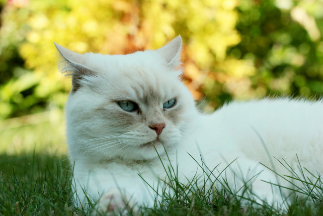 Обои картинки фото животные, коты, киса, кот, кошка, луг