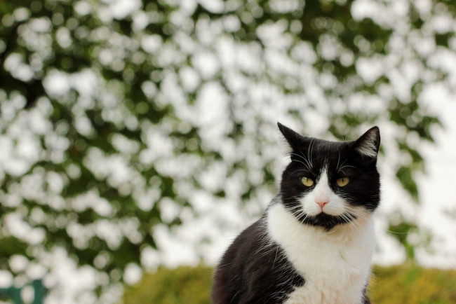 Обои картинки фото животные, коты, киса, коте, взгляд, усы, ушки