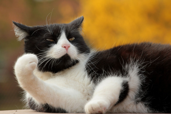 Обои картинки фото животные, коты, киса, коте, взгляд, усы, ушки