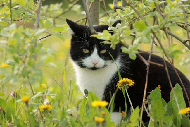 Обои картинки фото животные, коты, киса, коте, взгляд, усы, ушки, луг, одуванчики