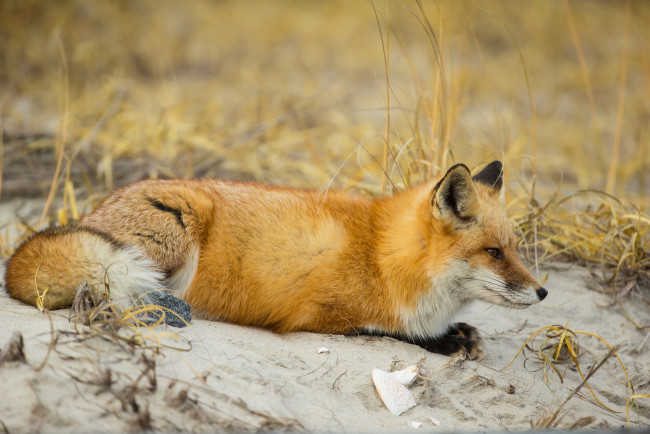 Обои картинки фото животные, лисы, лисичка