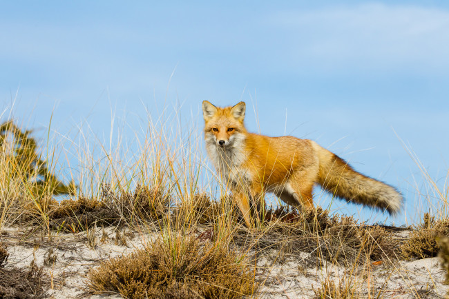 Обои картинки фото животные, лисы, лисичка