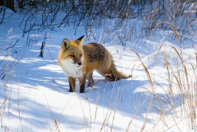 Обои картинки фото животные, лисы, лисичка