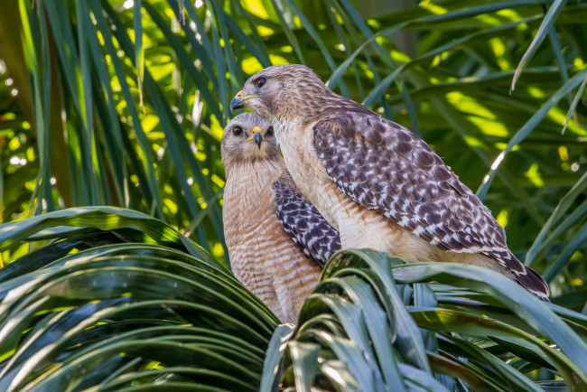 Обои картинки фото животные, птицы - хищники, охотники