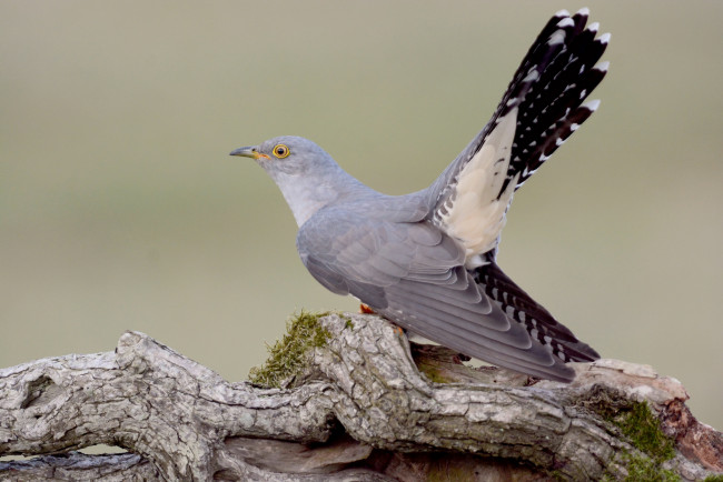 Обои картинки фото животные, птицы, кукушка