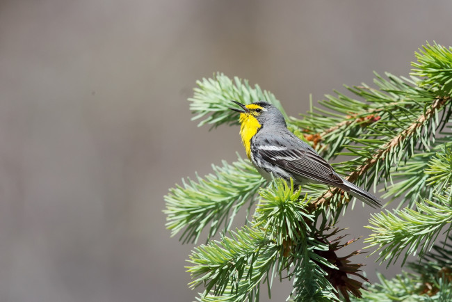 Обои картинки фото животные, птицы, ветки, хвоя, ель, птица