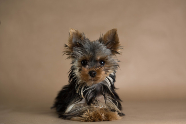 Обои картинки фото животные, собаки, собачка