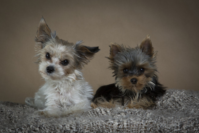 Обои картинки фото животные, собаки, собачки