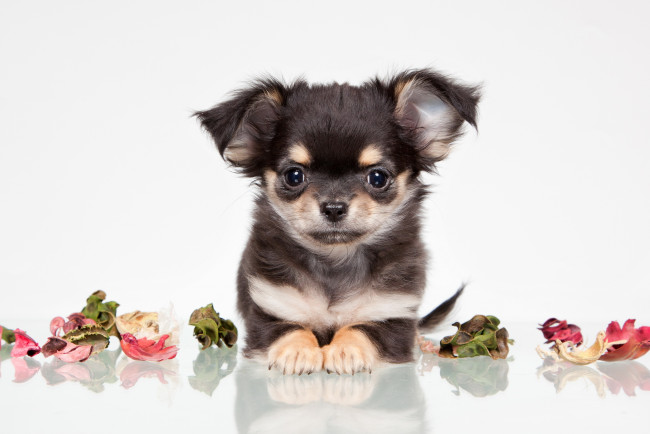 Обои картинки фото животные, собаки, собака, взгляд, друг, лепестки