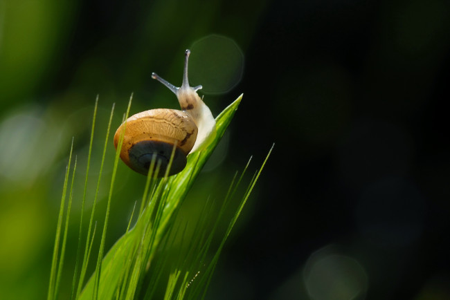 Обои картинки фото животные, улитки, улитка, трава, природа