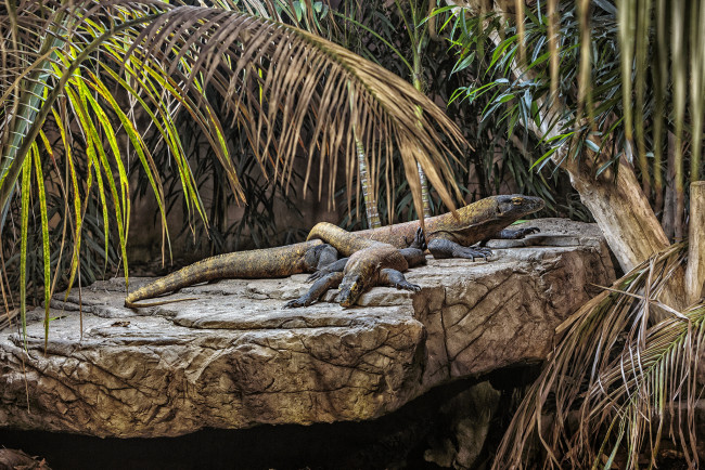 Обои картинки фото животные, Ящерицы,  игуаны,  вараны, вараны