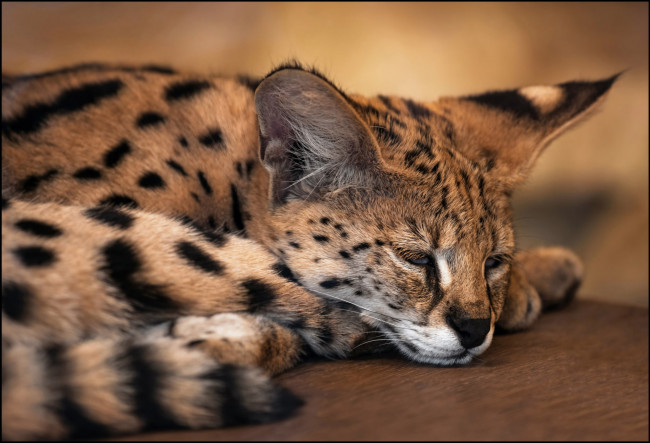 Обои картинки фото животные, оцелоты, оцелот