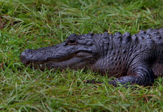 Обои картинки фото животные, крокодилы, крокодил