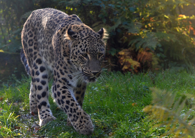 Обои картинки фото животные, леопарды, леопард