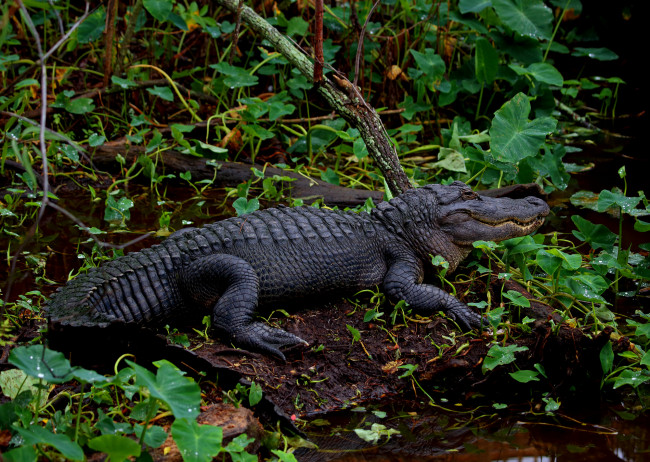 Обои картинки фото животные, крокодилы, крокодил