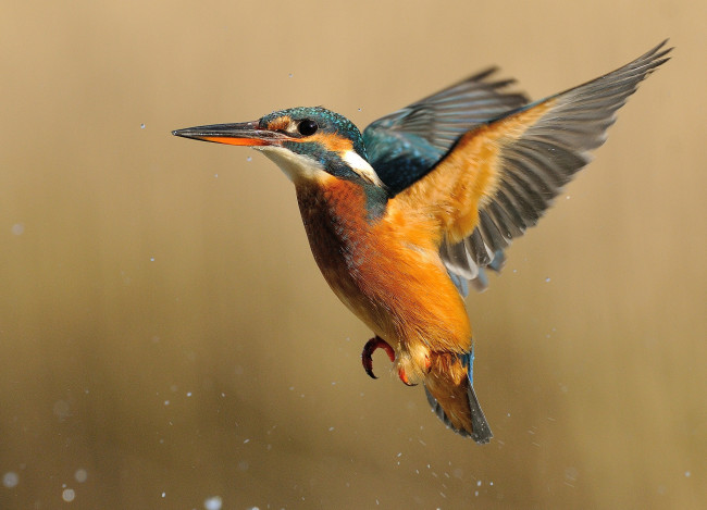 Обои картинки фото животные, зимородки, рыболов