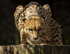 Картинка животные гепарды хищник