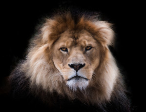 Картинка животные львы лев