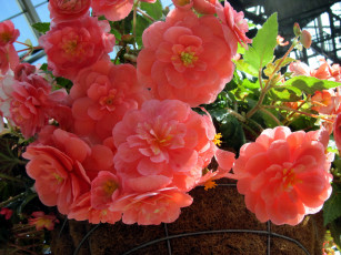 Картинка цветы бегония розовый