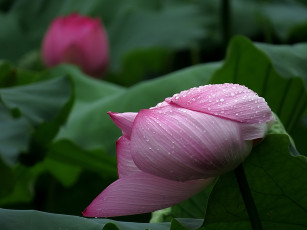 Картинка цветы лотосы фон лепестки цветок