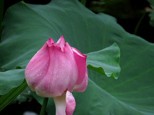 Картинка цветы лотосы лепестки цветок фон